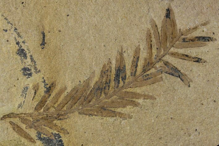 Dawn Redwood (Metasequoia) Fossil - Montana #153684